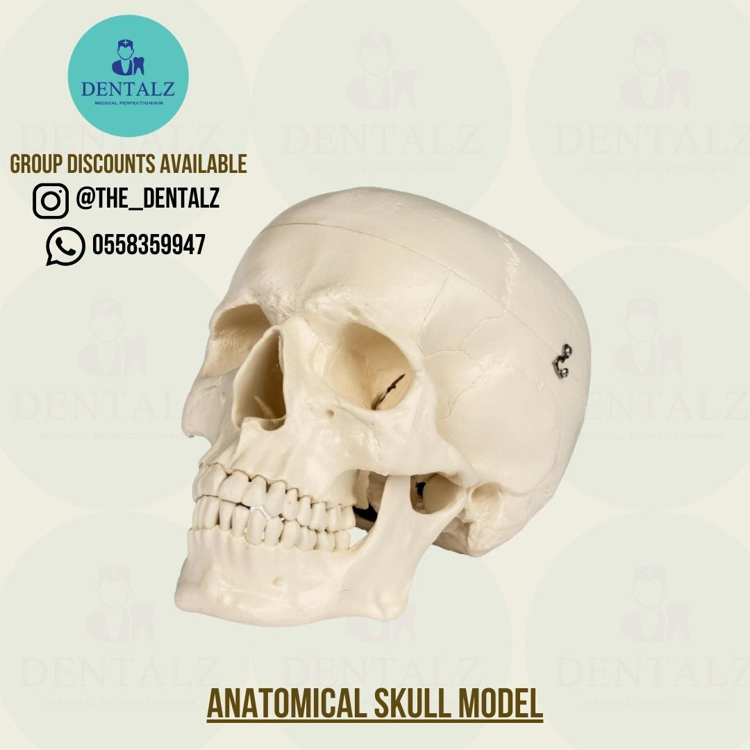 Anatomical skull model
