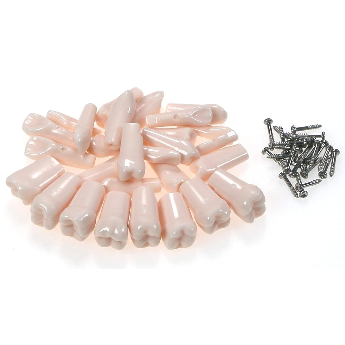 practice teeth for phantom head